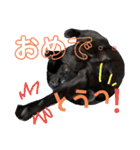 しろくろshirokuro（個別スタンプ：24）