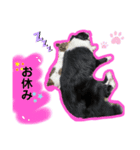 Tee time dogのスタンプ①（個別スタンプ：2）