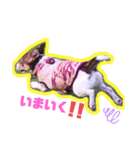Tee time dogのスタンプ①（個別スタンプ：4）