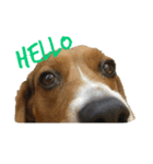 ビーグル犬 ラックくん（個別スタンプ：1）
