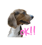 ビーグル犬 ラックくん（個別スタンプ：2）