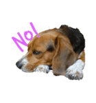 ビーグル犬 ラックくん（個別スタンプ：3）