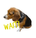 ビーグル犬 ラックくん（個別スタンプ：5）