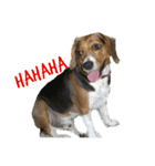ビーグル犬 ラックくん（個別スタンプ：6）