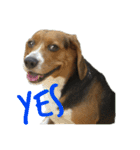 ビーグル犬 ラックくん（個別スタンプ：10）