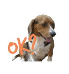 ビーグル犬 ラックくん（個別スタンプ：12）