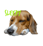 ビーグル犬 ラックくん（個別スタンプ：13）