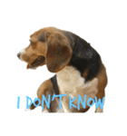 ビーグル犬 ラックくん（個別スタンプ：15）