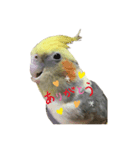 うちのインコが可愛すぎる件について（個別スタンプ：1）