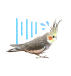 うちのインコが可愛すぎる件について（個別スタンプ：2）
