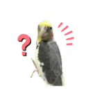 うちのインコが可愛すぎる件について（個別スタンプ：3）