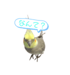 うちのインコが可愛すぎる件について（個別スタンプ：4）