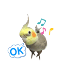 うちのインコが可愛すぎる件について（個別スタンプ：5）