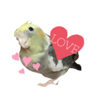 うちのインコが可愛すぎる件について（個別スタンプ：6）