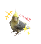 うちのインコが可愛すぎる件について（個別スタンプ：7）