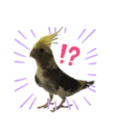 うちのインコが可愛すぎる件について（個別スタンプ：8）