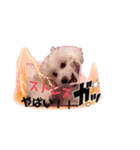 トイプー＆ビジョン☆日常スタンプ〜1〜（個別スタンプ：6）