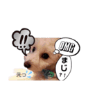 トイプー＆ビジョン☆日常スタンプ〜1〜（個別スタンプ：9）
