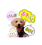 トイプー＆ビジョン☆日常スタンプ〜1〜（個別スタンプ：11）