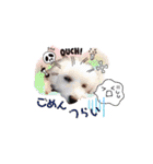 トイプー＆ビジョン☆日常スタンプ〜1〜（個別スタンプ：12）