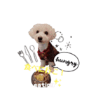トイプー＆ビジョン☆日常スタンプ〜1〜（個別スタンプ：13）