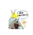 トイプー＆ビジョン☆日常スタンプ〜1〜（個別スタンプ：15）