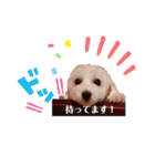 トイプー＆ビジョン☆日常スタンプ〜1〜（個別スタンプ：16）