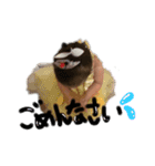 cocone_1（個別スタンプ：1）