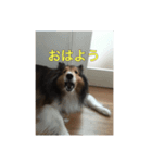犬のワンちゃんだよん〜（個別スタンプ：1）