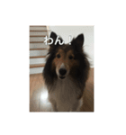 犬のワンちゃんだよん〜（個別スタンプ：2）