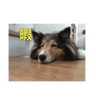 犬のワンちゃんだよん〜（個別スタンプ：3）