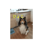 犬のワンちゃんだよん〜（個別スタンプ：4）