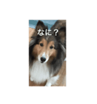犬のワンちゃんだよん〜（個別スタンプ：5）