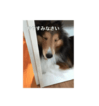 犬のワンちゃんだよん〜（個別スタンプ：6）