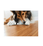 犬のワンちゃんだよん〜（個別スタンプ：7）