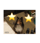犬のワンちゃんだよん〜（個別スタンプ：8）