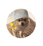 ポンタのスタンプ集 1（個別スタンプ：2）