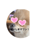 ポンタのスタンプ集 1（個別スタンプ：3）