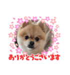 ポンタのスタンプ集 1（個別スタンプ：12）
