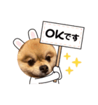 ポンタのスタンプ集 1（個別スタンプ：17）