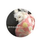 フーテンの福太郎（個別スタンプ：4）