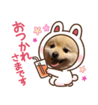 ポメラニアンぽめ（個別スタンプ：6）