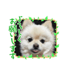 ポメラニアンぽめ（個別スタンプ：7）
