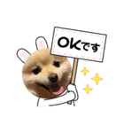 ポメラニアンぽめ（個別スタンプ：10）