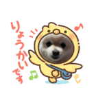ポメラニアンぽめ（個別スタンプ：11）