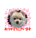 ポメラニアンぽめ（個別スタンプ：12）