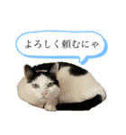 にゃんずの毎日（個別スタンプ：2）
