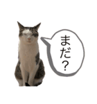 にゃんずの毎日（個別スタンプ：4）