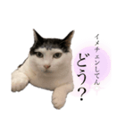 にゃんずの毎日（個別スタンプ：5）