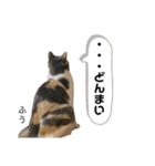 ふう・らい・ぼうのスタンプ（個別スタンプ：16）
